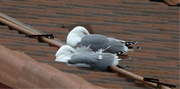 Gaviota patiamarilla